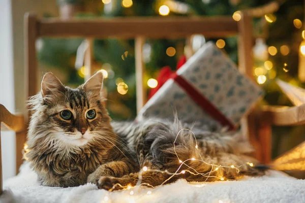 Wesołych Świąt Uroczy Kot Leżący Stylowe Prezenty Świąteczne Złote Światła — Zdjęcie stockowe