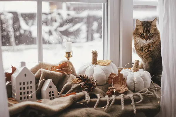 Cute cat sitting at pumpkins pillows, fall leaves, candle, lights on cozy brown scarf on windowsill. Adorable tabby cat relaxing on background of hygge fall home decor. Happy Thanksgiving