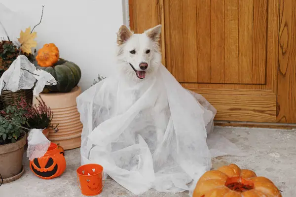 Τρομακτικό Χαριτωμένο Φάντασμα Σκύλου Jack Φανάρι Μπροστά Από Σπίτι Τρομακτικό — Φωτογραφία Αρχείου