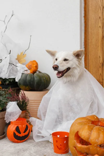 Scary cute dog ghost with Jack o lantern at front of house with spooky halloween decorations on porch. Adorable white puppy dressed as ghost trick or treating. Happy Halloween!