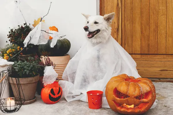 Φάρσα Κέρασμα Τρομακτικό Φάντασμα Σκύλου Μπροστά Από Σπίτι Κολοκύθα Jack — Φωτογραφία Αρχείου