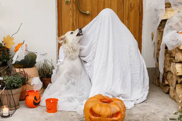 Scary ghost and cute dog with Jack o lantern at front of house with spooky halloween decorations on porch. Trick or treat! Person and puppy dressed as ghost trick or treating. Happy Halloween!