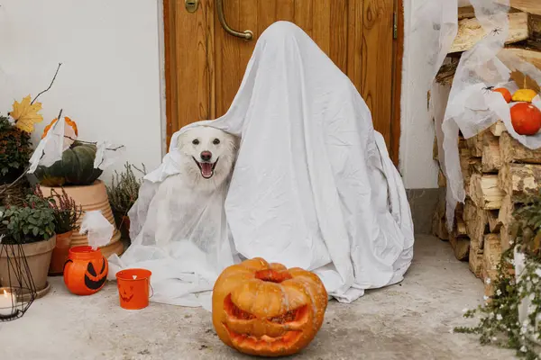Spaventoso Fantasma Simpatico Cane Con Jack Lanterna Fronte Alla Casa — Foto Stock