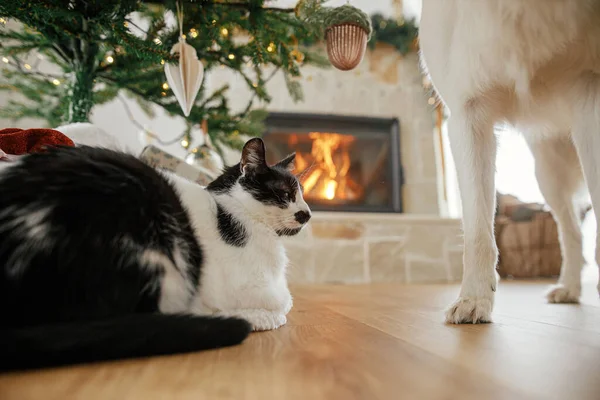 Χαριτωμένο Γάτα Κάθεται Κάτω Από Κομψό Χριστουγεννιάτικο Δέντρο Δώρα Στο — Φωτογραφία Αρχείου