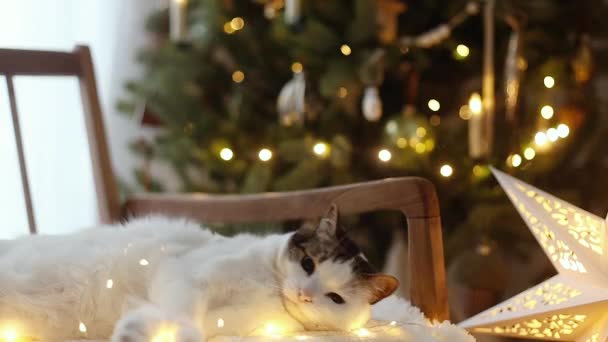 Nette Katze Entspannt Auf Gemütlichen Stuhl Mit Weihnachtsbeleuchtung Entzückende Kätzchen — Stockvideo