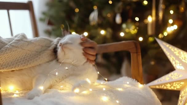 Mano Acariciando Gato Adorable Luces Guirnalda Contra Elegante Árbol Navidad — Vídeos de Stock