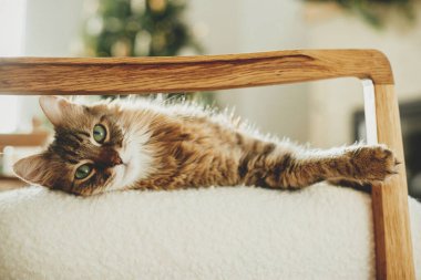Modern koltukta uzanan sevimli kedi ve güneşli odada şık dekore edilmiş Noel ağacının arka planında dinleniyor. Hayvan ve kış tatilleri. Atmosferik konforlu Noel zamanı