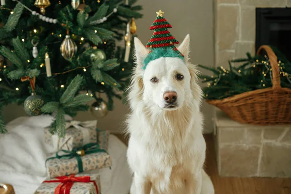 Adorable Dog Festive Tree Headband Sitting Background Stylish Decorated Christmas — Stock Photo, Image