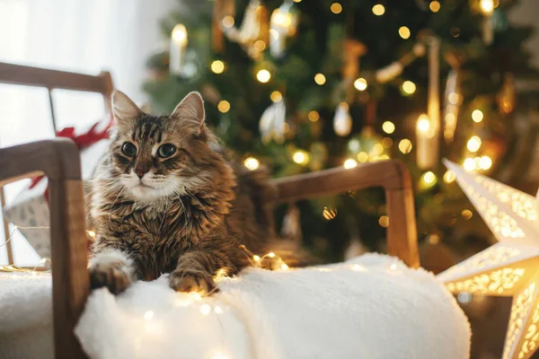 Lindo Gato Tabby Acostado Con Elegantes Regalos Navidad Luces Doradas — Foto de Stock