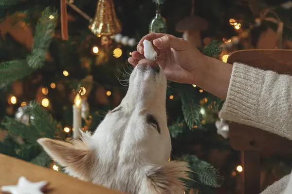 Stimmungsvolle Weihnachtsfeiertage Haustier Und Familienzeit Hand Hält Lebkuchen Mit Zuckerguss — Stockfoto