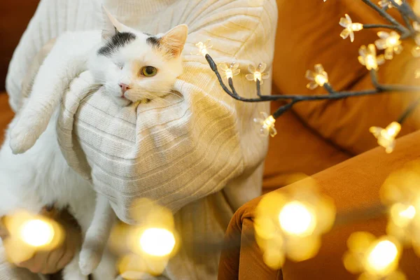 Hands hugging adorable cat without one eye on background of christmas lights in room.Pet adoption concept. Cute scared injured cat in woman arms in cozy sweater