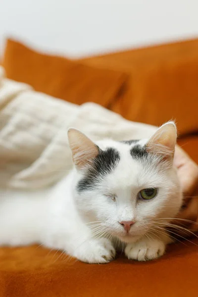 Adorable cat without one eye sitting on sofa with woman in room. Pet adoption concept. Cute scared injured cat relaxing on bed