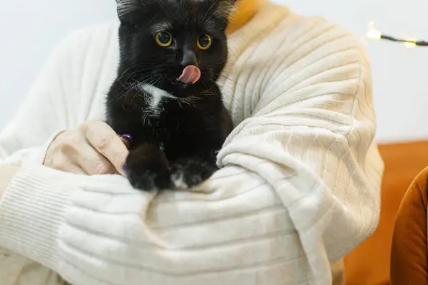 Adorable black cat with licking tongue in woman hands in room. Pet adoption concept. Person in cozy sweater hugging cute scared cat on bed