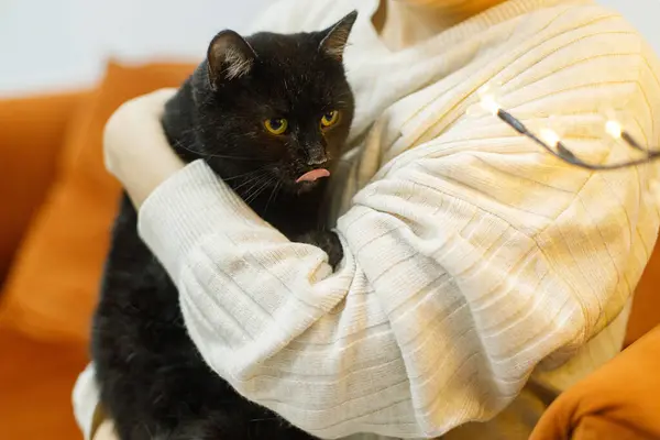 Adorable Gato Negro Viejo Sentado Manos Mujer Habitación Con Luces — Foto de Stock