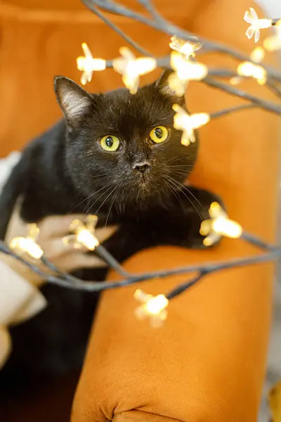 Adorable old black cat sitting on sofa in room with christmas lights. Pet adoption concept. Person in cozy sweater hugging cute scared cat