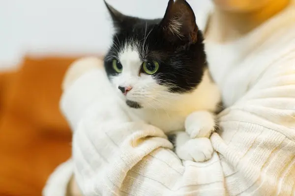 Adorable black and white cat sitting in woman hands in room. Pet adoption concept. Person in cozy sweater hugging cute scared cat with funny emotion