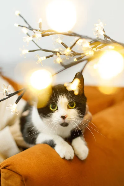 Adorable black and white cat sitting on sofa in room with christmas lights. Pet adoption concept. Person in cozy sweater caressing cute scared cat with funny emotion on bed