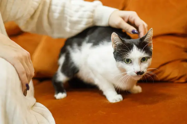 Adorable Black White Cat Sitting Sofa Room Pet Adoption Concept — Stock Photo, Image