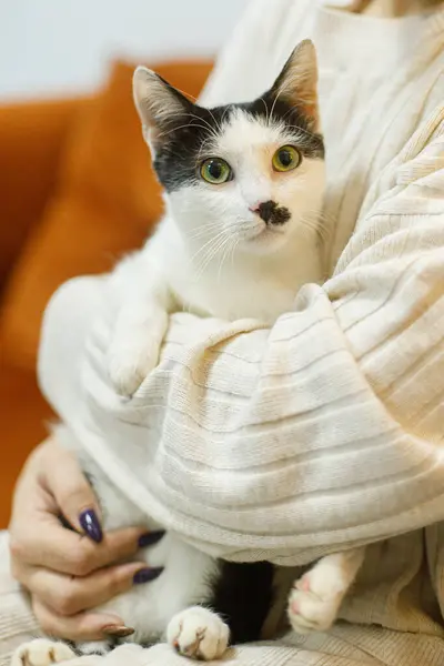 室内に女性の手の中に座っている愛らしい黒と白の猫 ペット採用コンセプト 面白い感情を持つかわいい怖い猫を抱擁する居心地の良いセーターの人 — ストック写真