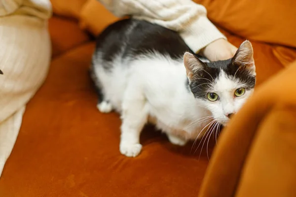 Adorable Gato Blanco Negro Sentado Sofá Habitación Concepto Adopción Mascotas —  Fotos de Stock