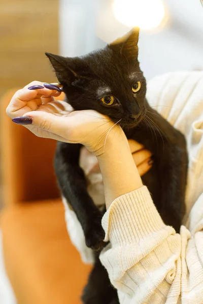 Adorable black cat sitting in woman hands in room with christmas lights. Pet adoption concept. Person in cozy sweater hugging cute scared cat on bed