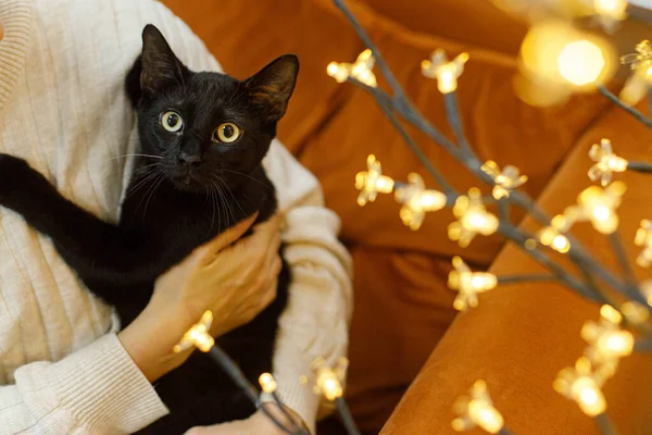 Adorable black cat sitting in woman hands in room with christmas lights. Pet adoption concept. Person in cozy sweater hugging cute scared cat on bed