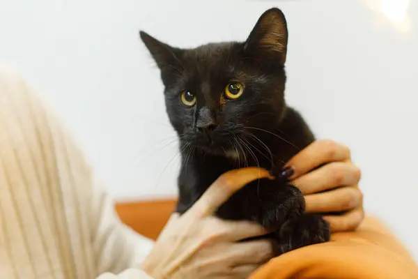 Adorable black cat in woman hands sitting on sofa in room. Pet adoption concept. Person in cozy sweater caressing cute scared cat on bed