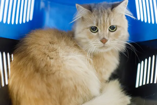 Gato Gengibre Doce Sentado Portador Adoção Resgate Animais Gato Laranja — Fotografia de Stock