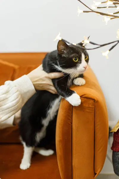 Adorable black and white cat sitting in woman hands in room with christmas lights. Pet adoption concept. Person in cozy sweater caressing cute scared cat on bed
