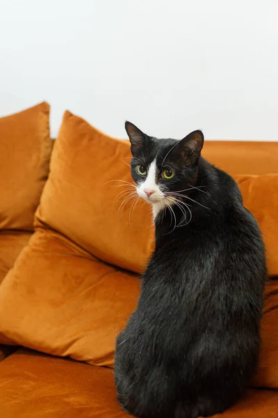 部屋にソファーに座っている愛らしい黒と白の猫 ペット採用コンセプト ベッドでリラックスするかわいい怖い猫 — ストック写真