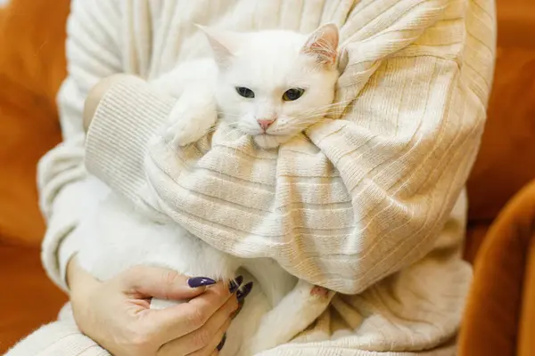 Adorable Gato Blanco Sentado Manos Mujer Habitación Concepto Adopción Mascotas —  Fotos de Stock