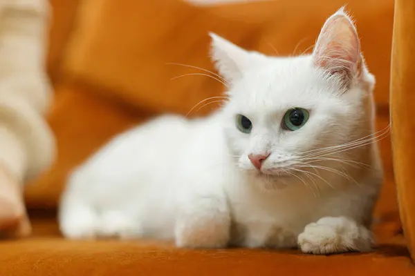 Adorable white cat sitting and relaxing on sofa in room. Pet adoption concept. Person in cozy sweater caressing cute scared cat with green eyes on bed