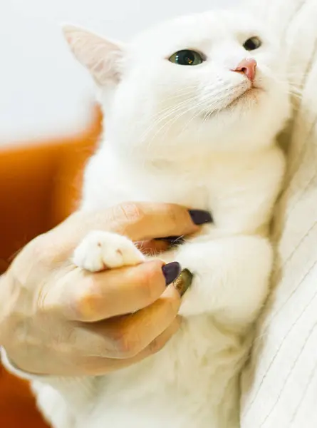 Adorable white cat sitting in woman hands in room. Pet adoption concept. Person in cozy sweater hugging cute scared cat with green eyes on bed