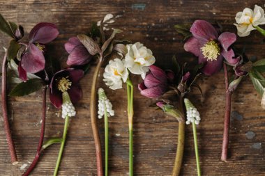 Güzel helleborus, muscari, nergisler sade ahşap arka planda yatıyordu. İlk bahar çiçekleri bahçıvanlığı. Çiçekli bahar manzarası, kırsal yaşam.