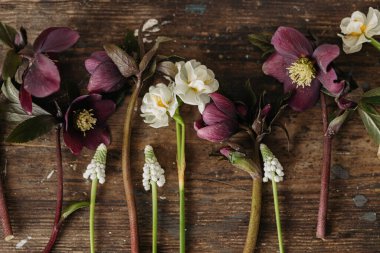 Bahar çiçekleri kırsal düzlükteydi. Güzel helleborus, muscari, ahşap arka planda nergisler. İlk bahar çiçekleri bahçıvanlığı. Çiçekli bahar kırsal dekorasyonu