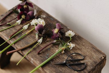 Güzel helleborus, muscari, nergis ve makas kırsal ahşap arka planda. İlk bahar çiçekleri bahçıvanlığı. Çiçekli bahar manzarası, kırsal yaşam.