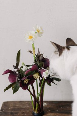 Kenzan 'da güzel helleborus, muscari ve nergis kokusu alan sevimli küçük bir kedi. İlkbahar kır çiçekleri ve evcil hayvan.