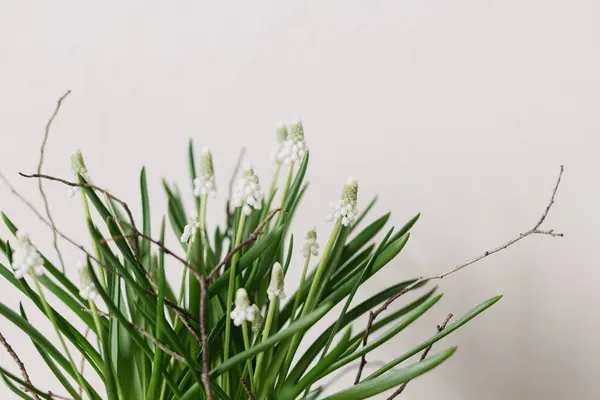 白い背景に閉じ込められた花の鍋の美しいムスカリ 最初の春の花 白いムスカリと枝の配置 花の春の装飾 — ストック写真