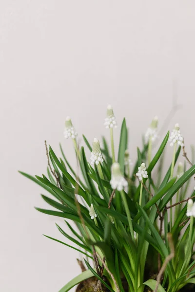 白い背景に閉じ込められた花の鍋の美しいムスカリ 最初の春の花 白いムスカリと枝の配置 花の春の装飾 — ストック写真