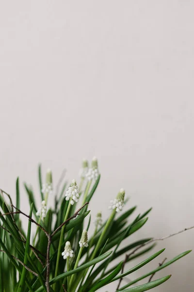 Çiçek Saksısında Güzel Bir Muscari Beyaz Arka Plana Yakın Duruyor — Stok fotoğraf