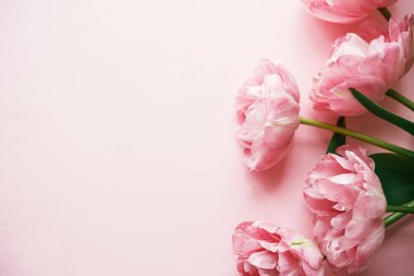 Modern laleler pembe arka planda yatıyordu. Sevgililer günün kutlu olsun ve anneler günün kutlu olsun. Güzel çiçekli bir kenar ve yazı için yeri var. Yumuşak pembe çiçek bayrağı