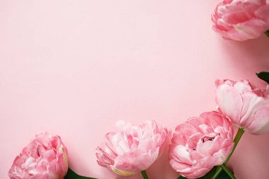 Pembe arka planda uzanan güzel pembe laleler. Yazı için yeri olan çiçekli bir kenar. Sevgililer günün kutlu olsun ve anneler günün kutlu olsun. Yumuşak pembe çiçek şablonu