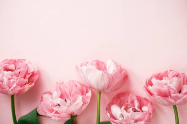 Modern laleler pembe arka planda yatıyordu. Sevgililer günün kutlu olsun ve anneler günün kutlu olsun. Güzel çiçekli bir kenar ve yazı için yeri var. Yumuşak pembe çiçek bayrağı