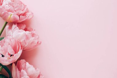 Pembe arka planda uzanan güzel pembe laleler. Yazı için yeri olan çiçekli bir kenar. Sevgililer günün kutlu olsun ve anneler günün kutlu olsun. Yumuşak pembe çiçek şablonu