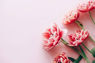 Güzel kırmızı laleler pembe arka planda yatıyordu. Yazı için yeri olan çiçekli bir kenar. Sevgililer günün kutlu olsun ve anneler günün kutlu olsun. Yumuşak pembe ve kırmızı çiçek şablonu