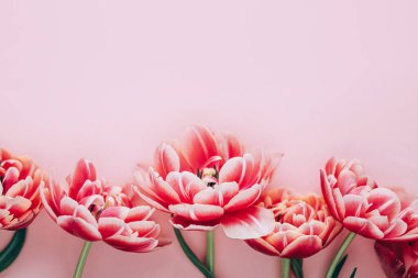 Modern laleler pembe arka planda yatıyordu. Sevgililer günün kutlu olsun ve anneler günün kutlu olsun. Güzel çiçekli bir kenar ve yazı için yeri var. Yumuşak kırmızı ve pembe çiçekli pankart