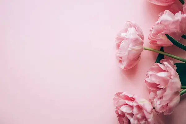 Indah Tulip Merah Muda Datar Berbaring Latar Belakang Merah Muda — Stok Foto