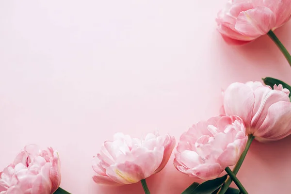 現代のチューリップは ピンクの背景に平らに横たわっています ハッピーバレンタインデーと幸せな母の日 テキストのためのスペースを持つスタイリッシュな美しい花の境界 テンダーピンクの花のバナー — ストック写真