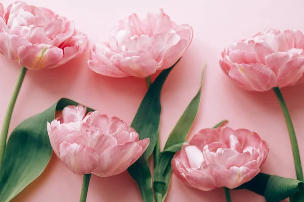 Розовые Тюльпаны Плоские Лежали Розовом Фоне Стильный Цветочный Состав Днем — стоковое фото