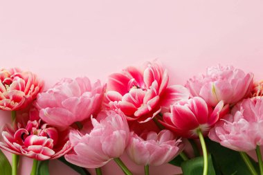 Güzel kırmızı laleler pembe arka planda yatıyordu. Yazı için yeri olan çiçekli bir kenar. Sevgililer günün kutlu olsun ve anneler günün kutlu olsun. Yumuşak pembe ve kırmızı çiçek şablonu
